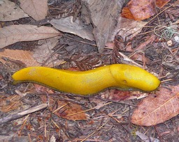1 Banana Slug 