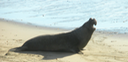 1 Elephant Seal