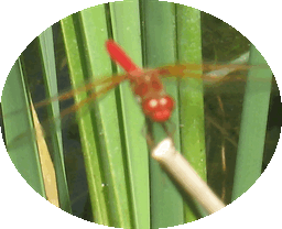 1 Red Dragonfly