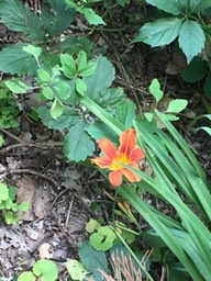 10 Tiger lily (Delafield)