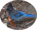 11 Blue Jay