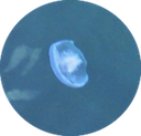 11a Jellyfish 