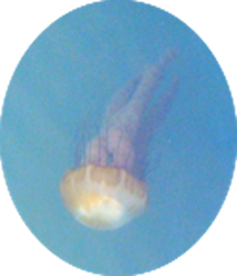 11b Jellyfish