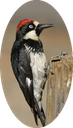 12 Acorn Woodpecker