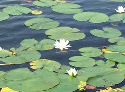 12 Water lilies (Kettle Moraine)