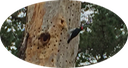 12b Acorn Woodpecker