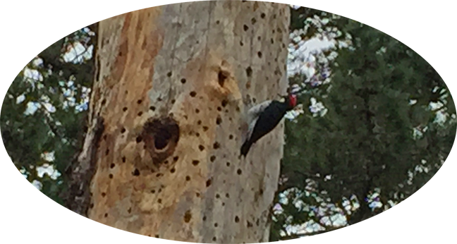 12b Acorn Woodpecker