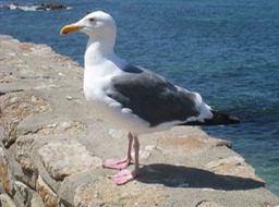 13 Sea Gull