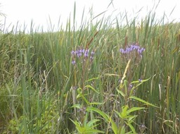 15 Wildflowers 3, Horicon marsh