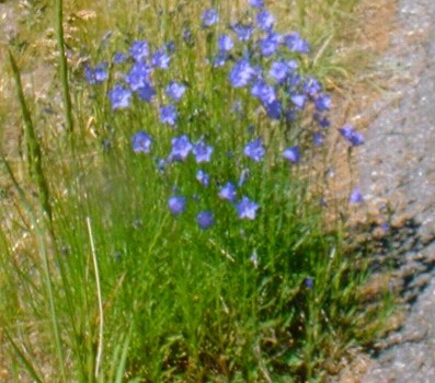 15.blue flowers