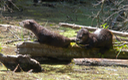16 River Otters