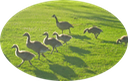 17 Canada Geese