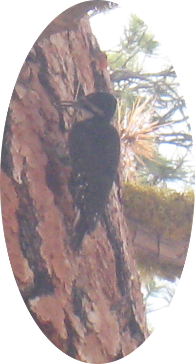 18 Black-backed Woodpecker 