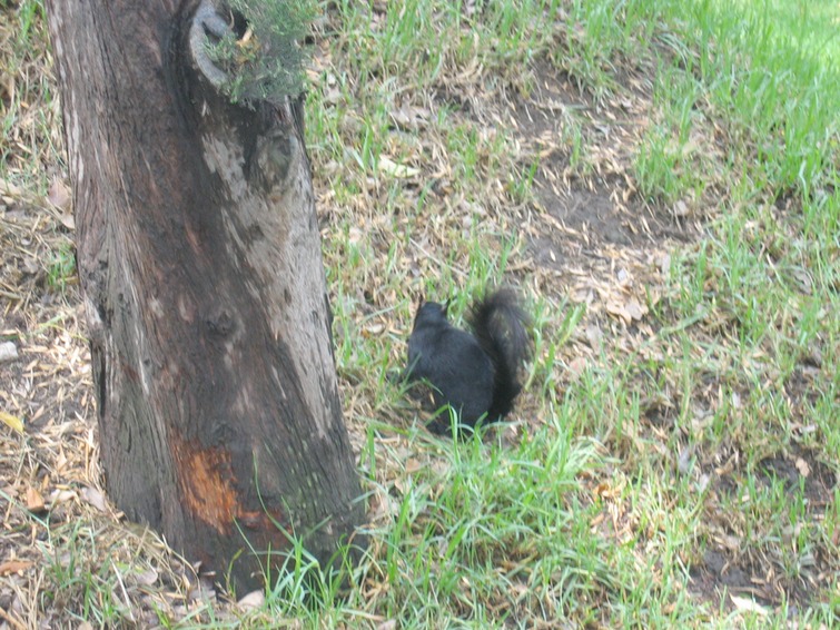 18 Black Squirl