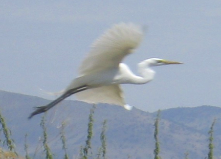 19a Great Egret