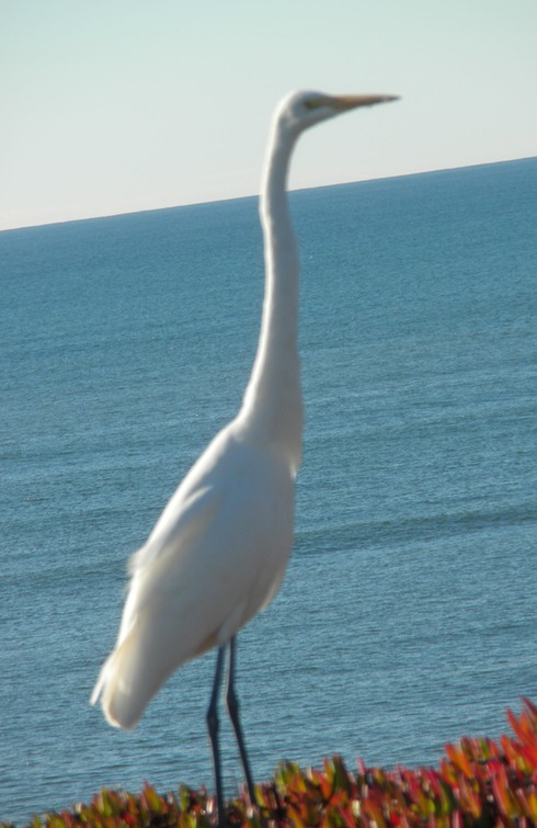 19b Great Egret