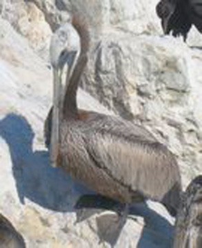 1b Brown Pelican