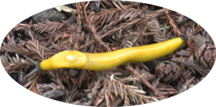 2 Banana Slug