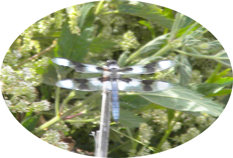 2 Blue Dragonfly