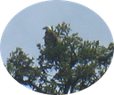 20 Bald Eagle