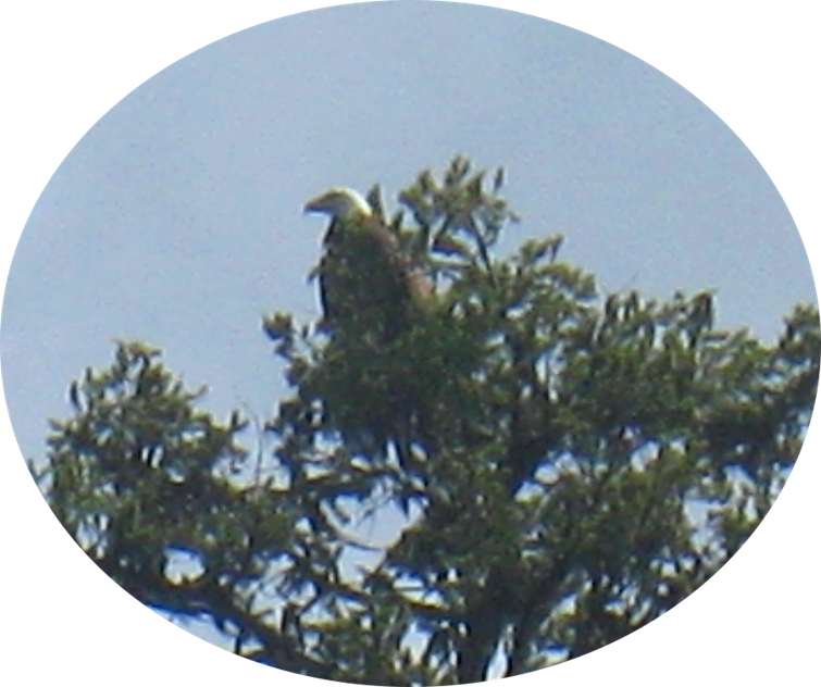 20 Bald Eagle