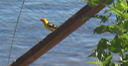 21 Western Tanager