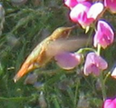 24 Hummingbird
