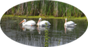 28 White Pelicans