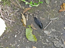 3 Black Slug 