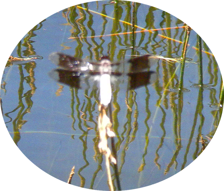 3 Whitetail Dragonfly