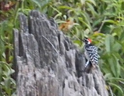 33 Nuttall's Woodpecker