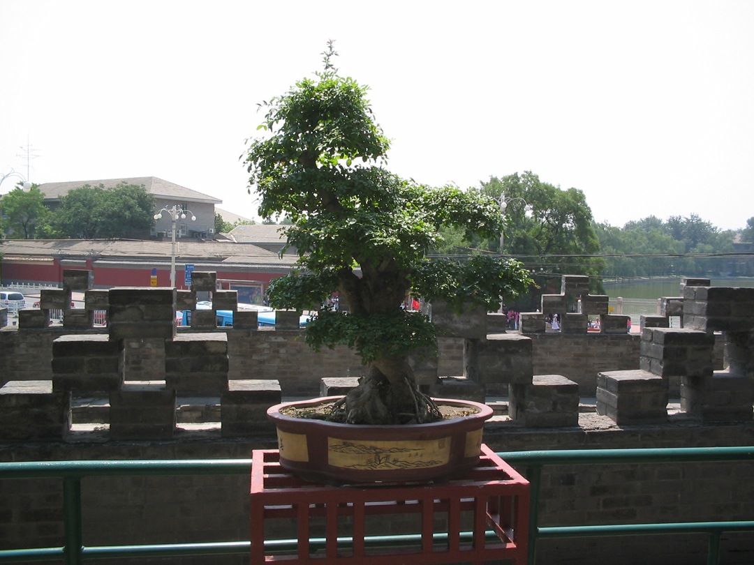 34. Circular city, bonsai plant 1