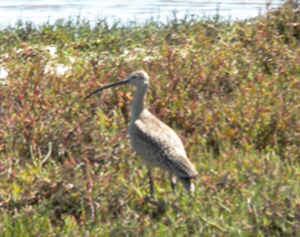 35 Long-billed Curlew