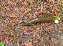 4 Green Slug 