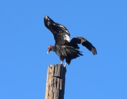 4 Turkey Vulture
