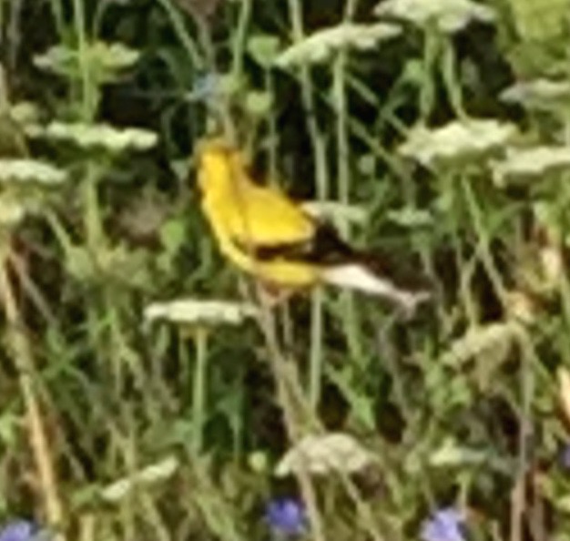 48 Goldfinch