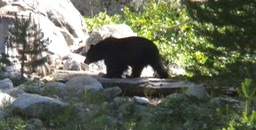 5 Black Bear 2
