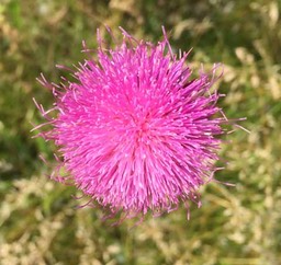 5 Pink flower Kettle Moraine)