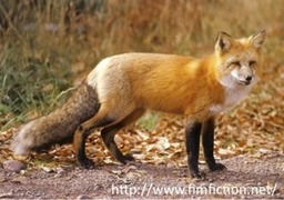 6 *Fox