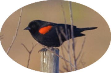6 Red-winged Blackbird