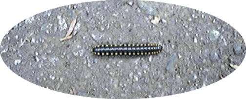 7b Caterpillar