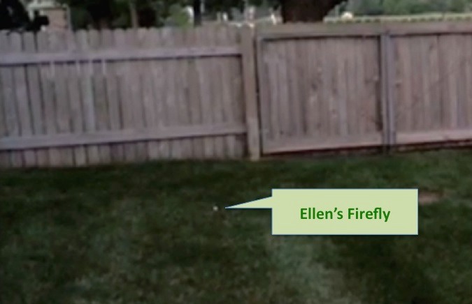 8 Ellen's Firefly