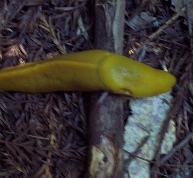 banana slug2