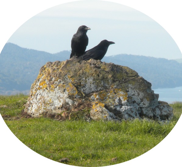 Bolinas Ridge, crows