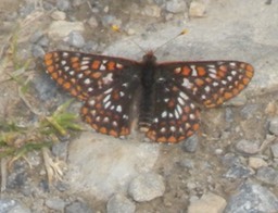 Butterfly 12