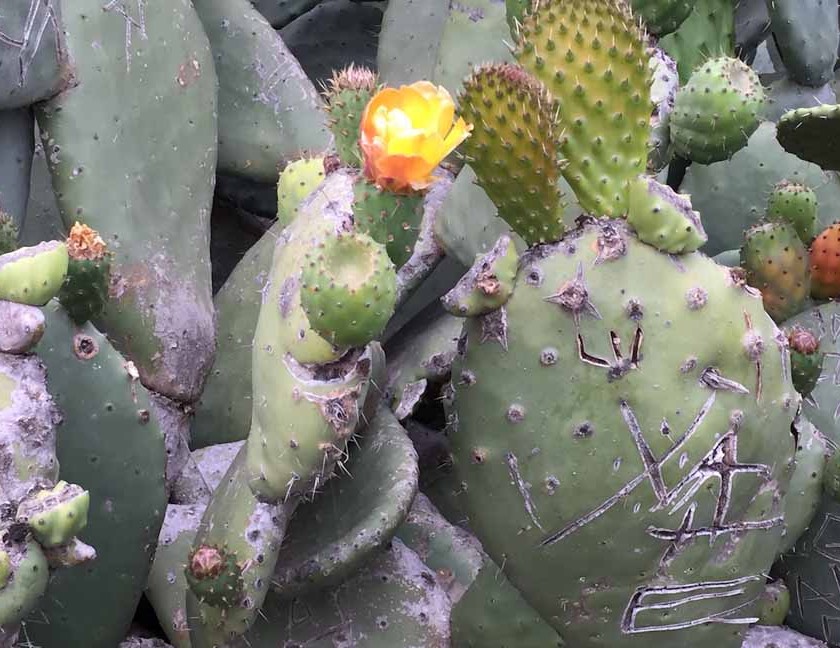 Cactus flower 1