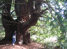 Candellabra Tree1