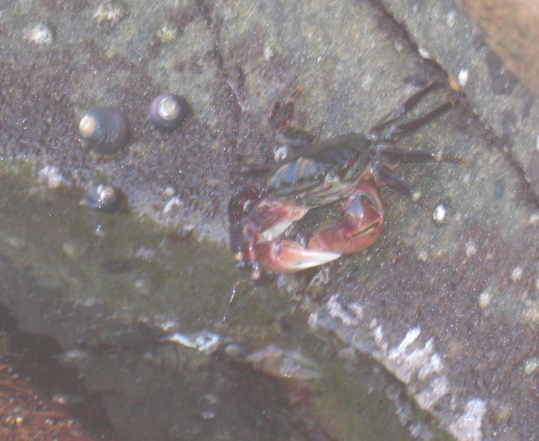 Crab in tidepool