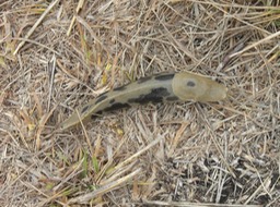 5 Camouflage Slug