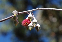 EucalyptusBlossom
